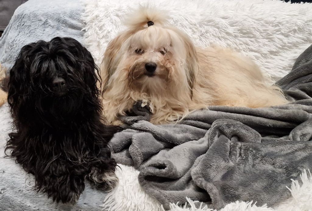 De La Passion D'Ambre - Chiots attendus pour mi juin 