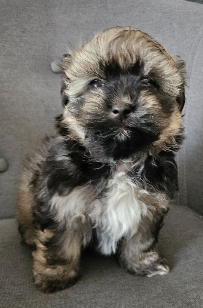 De La Passion D'Ambre - Chiots disponibles - Bichon Havanais