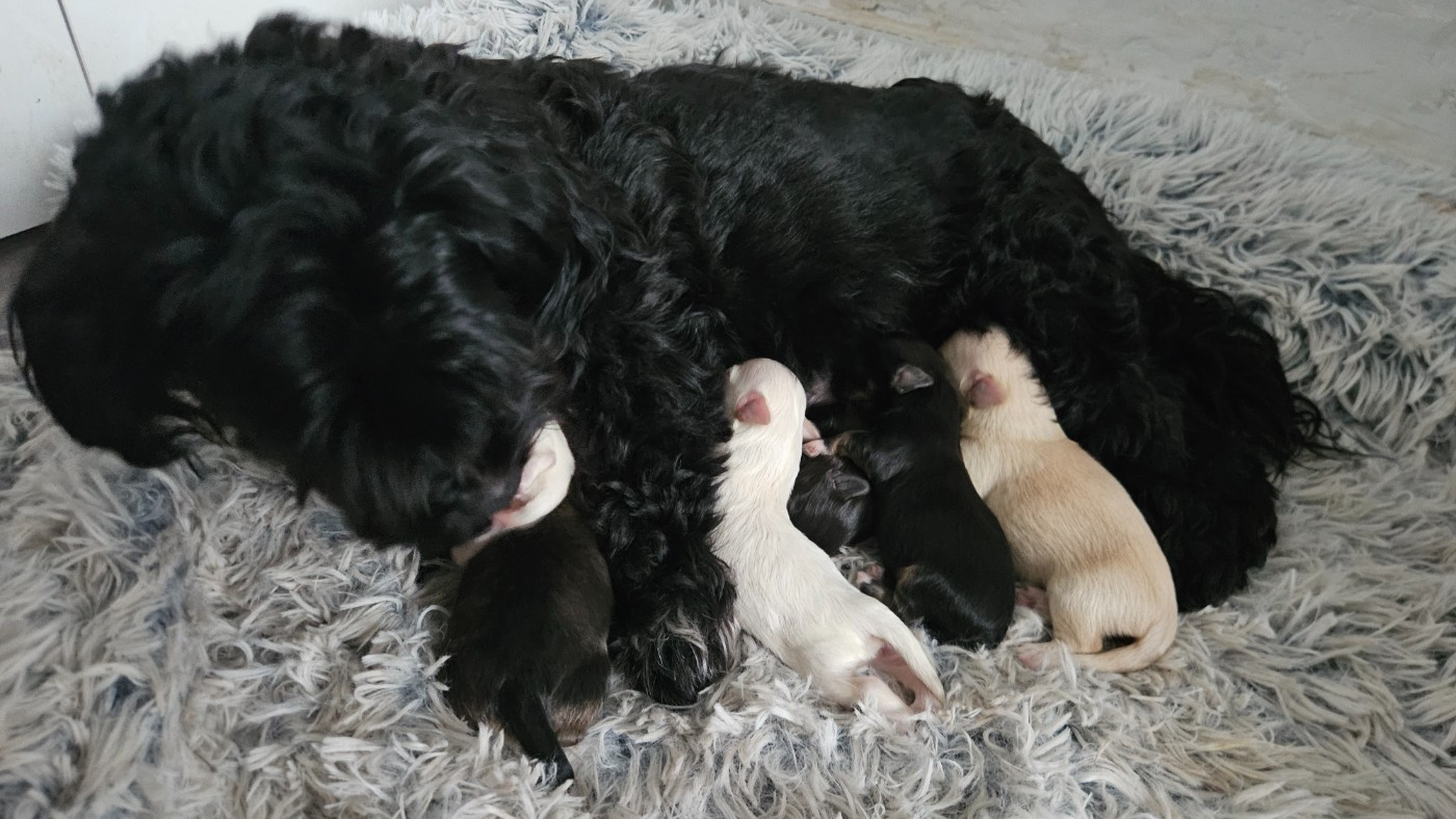Chiot Bichon Havanais De La Passion D'Ambre
