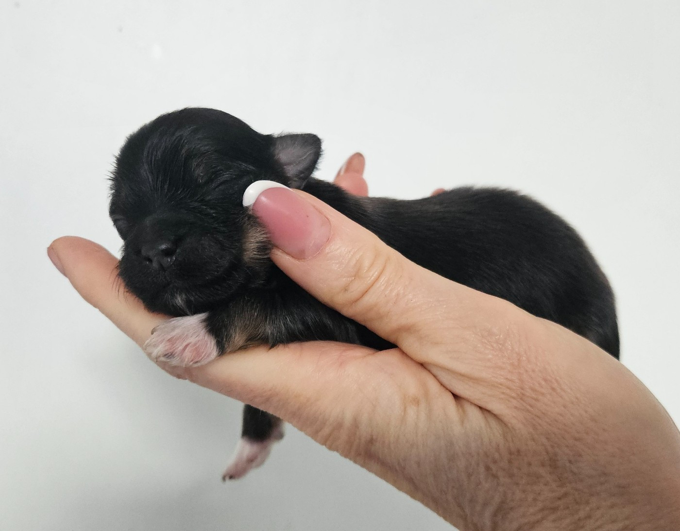 De La Passion D'Ambre - Chiots disponibles - Bichon Havanais