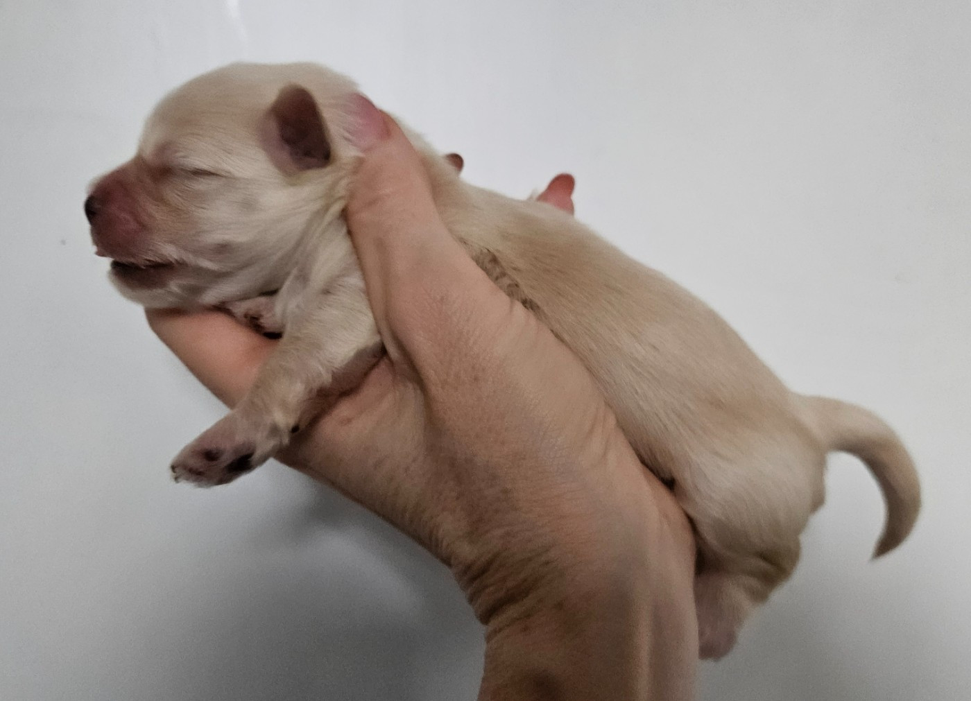 De La Passion D'Ambre - Chiots disponibles - Bichon Havanais
