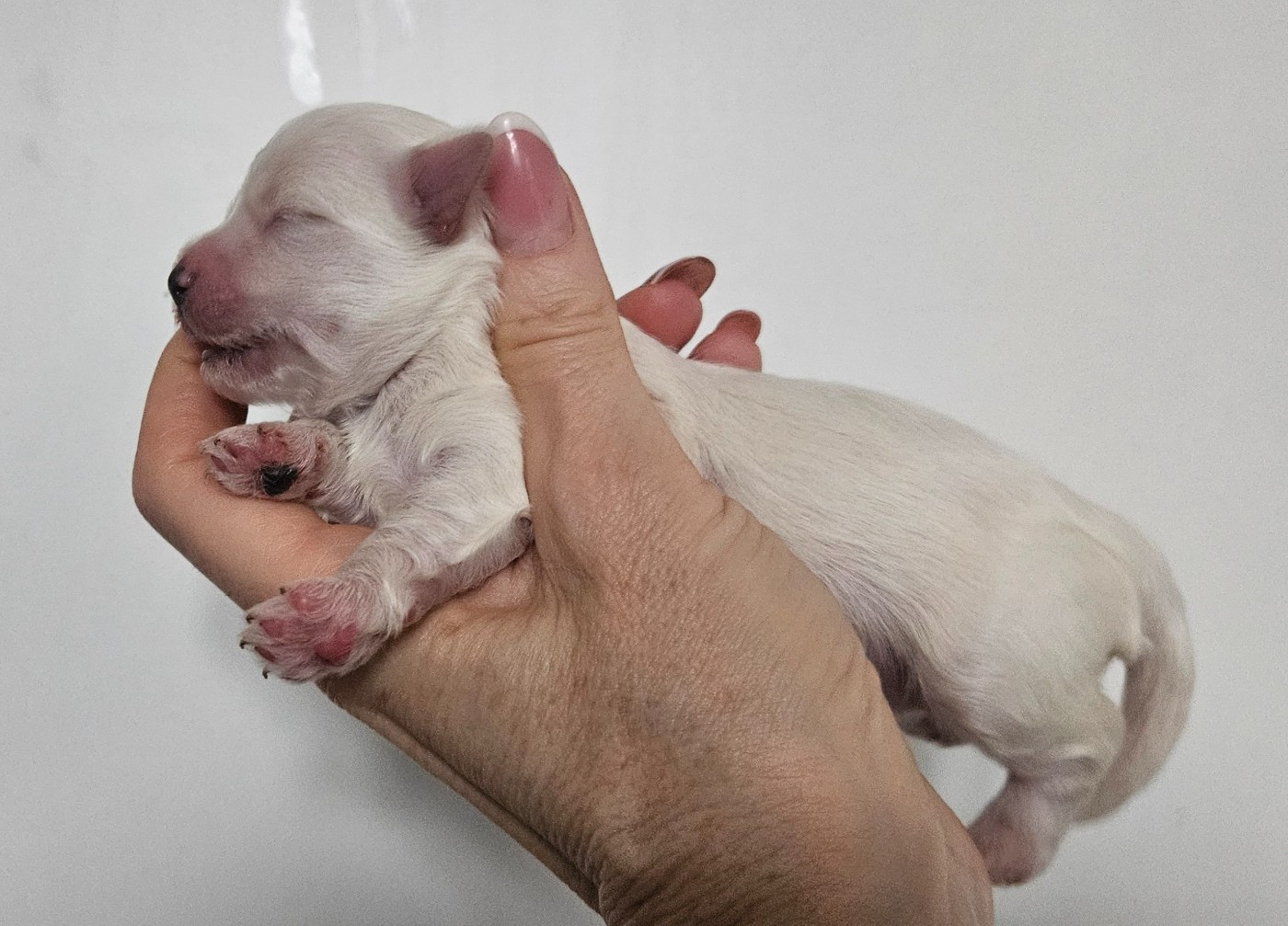 De La Passion D'Ambre - Chiots disponibles - Bichon Havanais