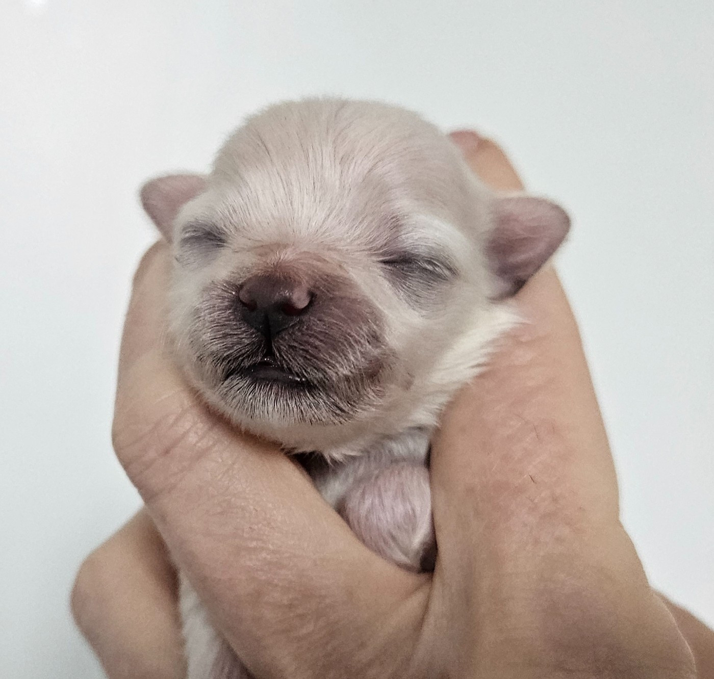 De La Passion D'Ambre - Chiots disponibles - Bichon Havanais