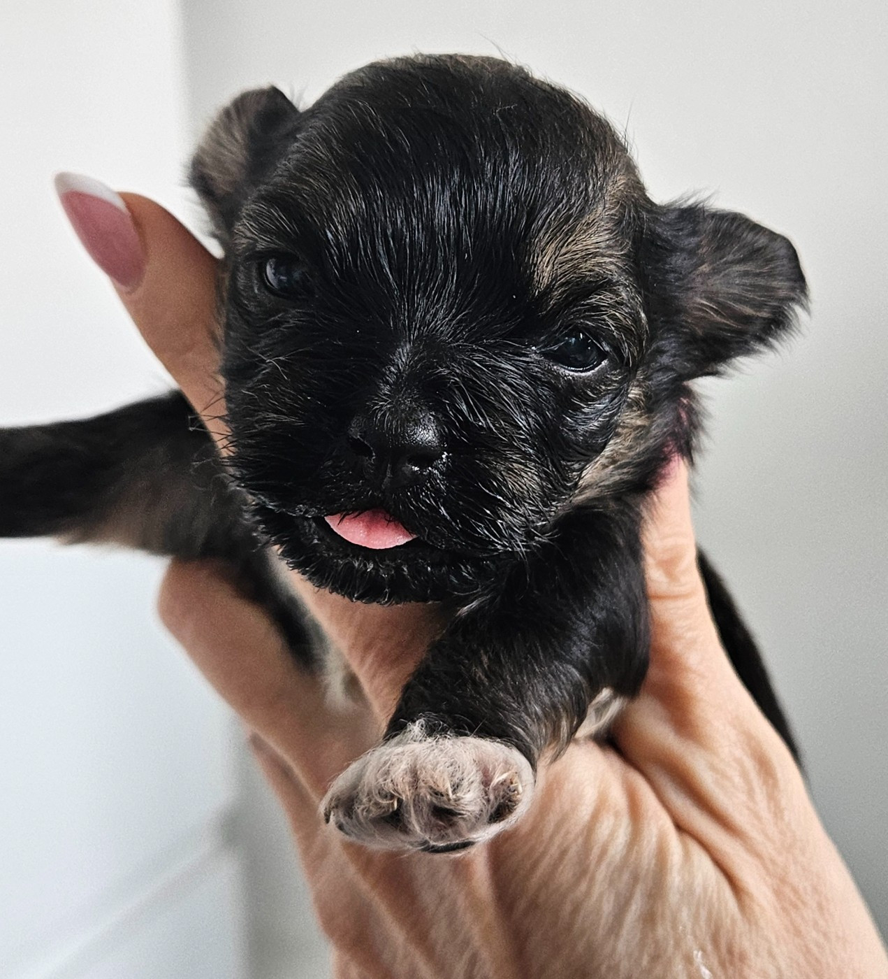 De La Passion D'Ambre - Chiots disponibles - Bichon Havanais