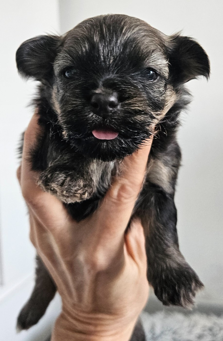 De La Passion D'Ambre - Chiots disponibles - Bichon Havanais