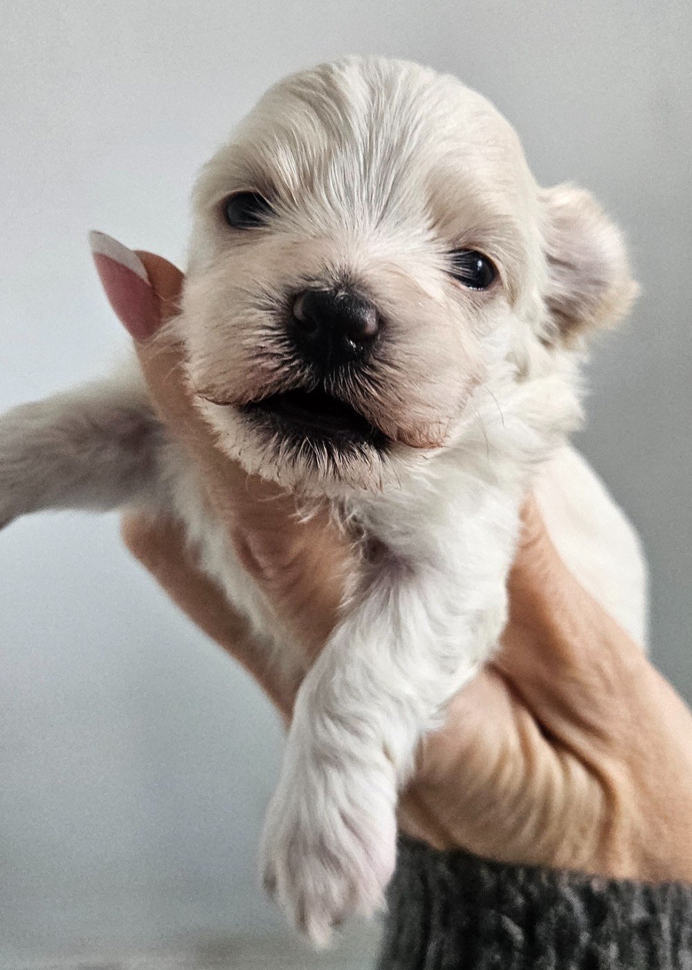 De La Passion D'Ambre - Chiots disponibles - Bichon Havanais
