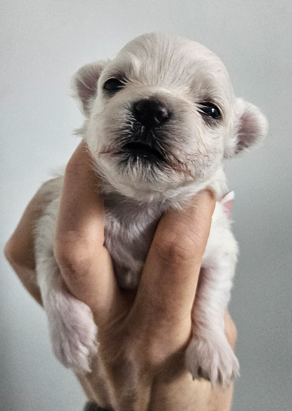 De La Passion D'Ambre - Chiots disponibles - Bichon Havanais