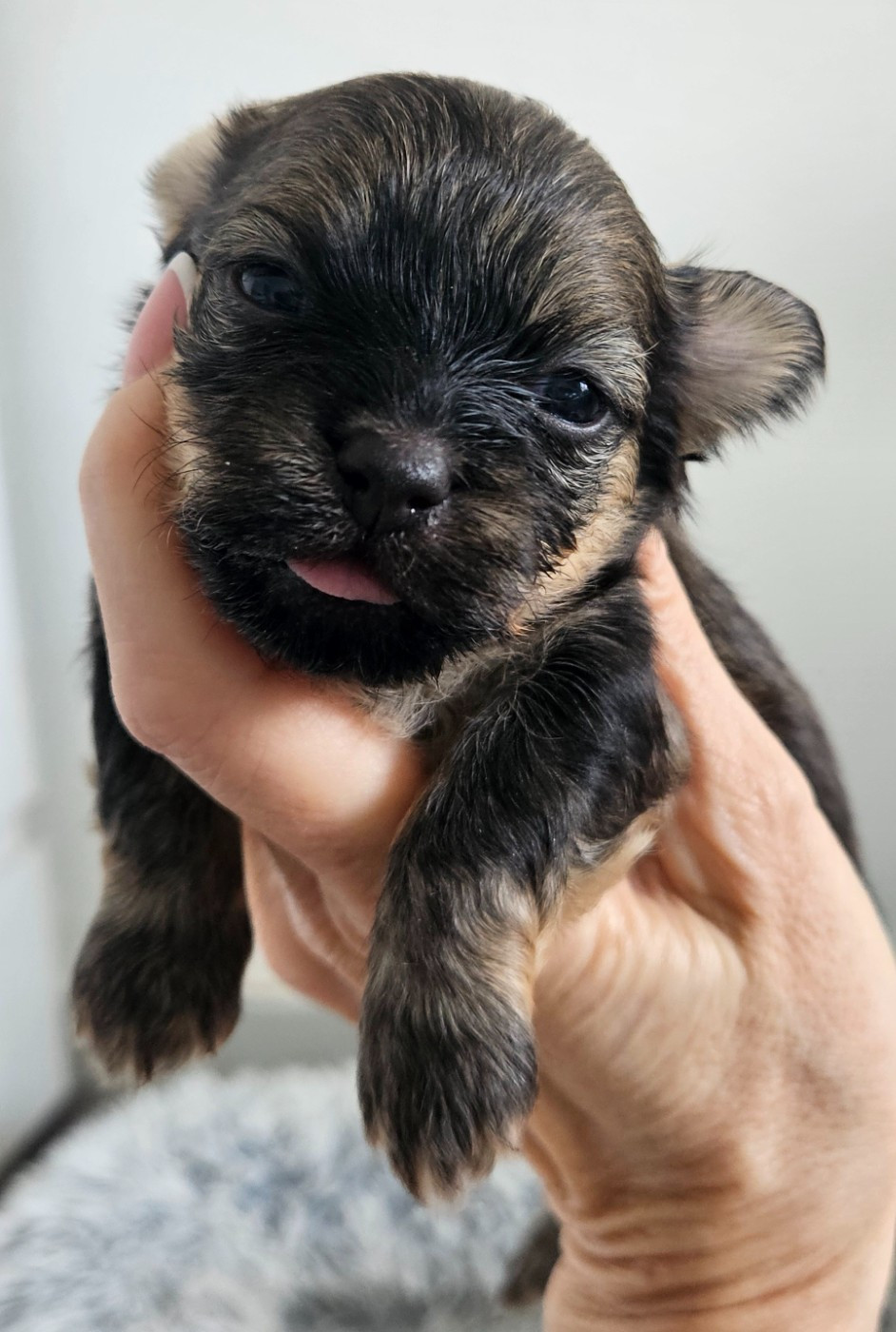 De La Passion D'Ambre - Chiots disponibles - Bichon Havanais