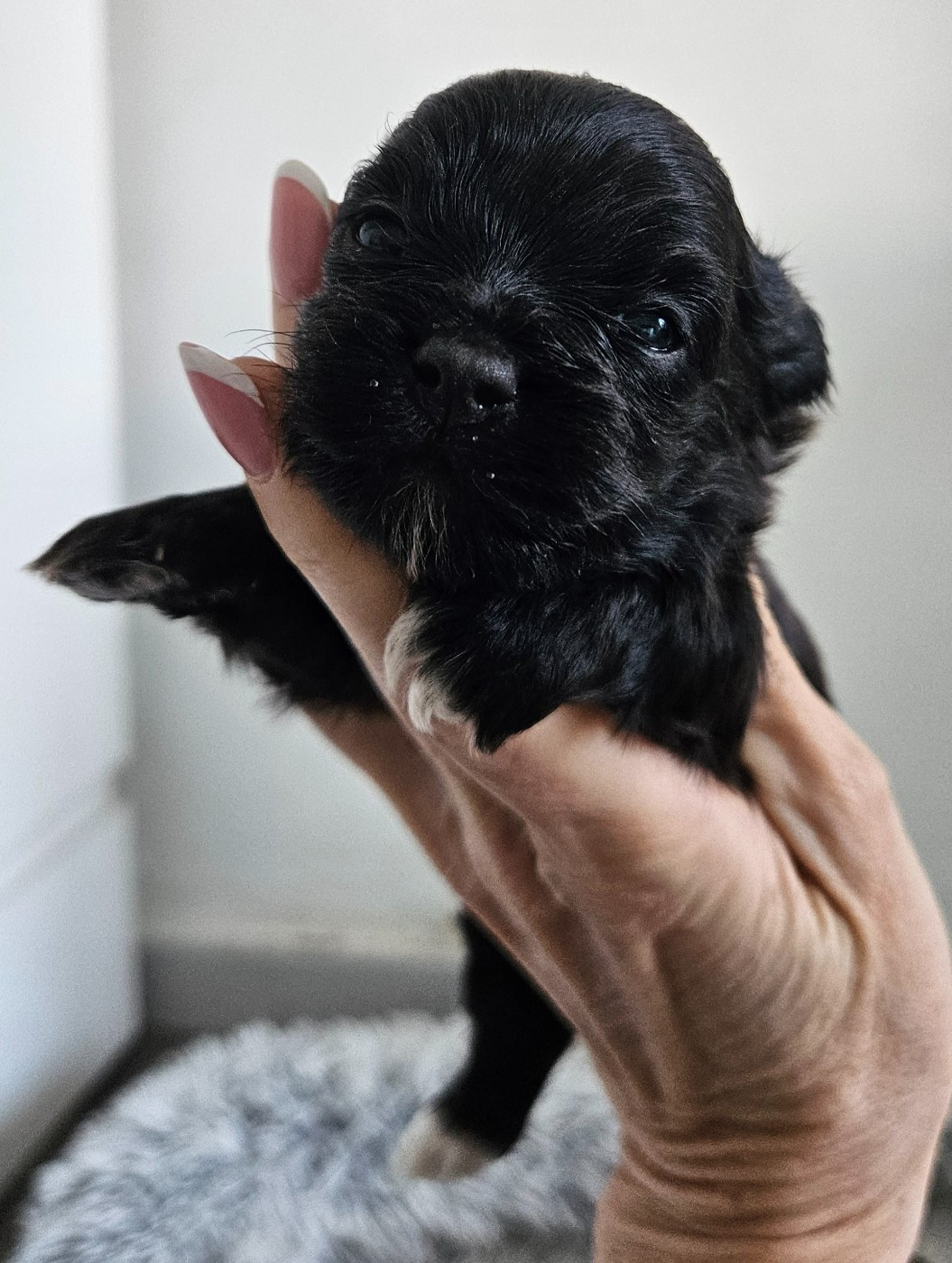 De La Passion D'Ambre - Chiots disponibles - Bichon Havanais