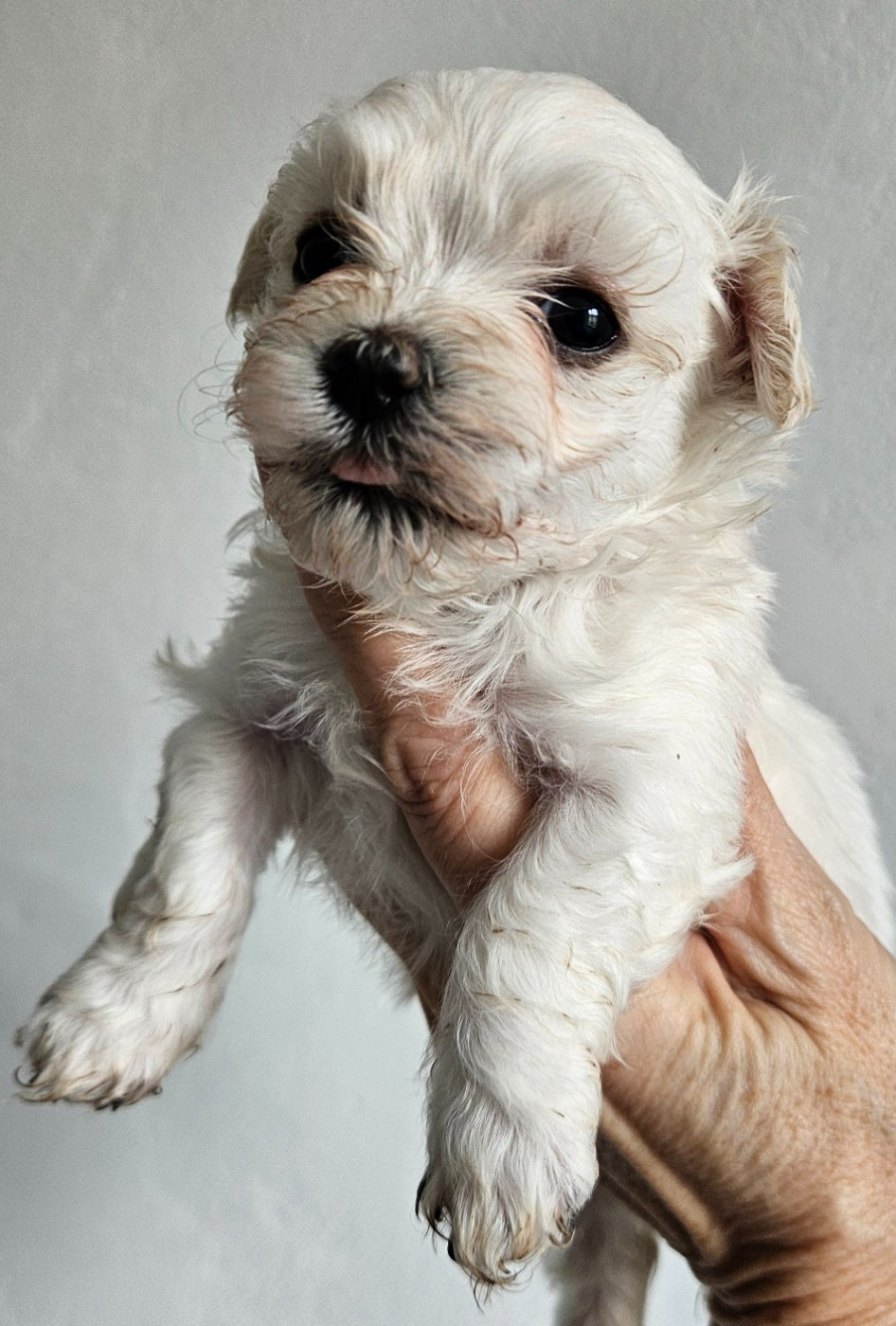 De La Passion D'Ambre - Chiots disponibles - Bichon Havanais