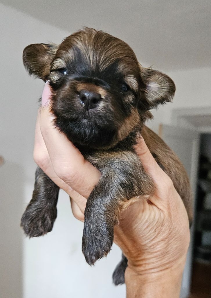 De La Passion D'Ambre - Chiots disponibles - Bichon Havanais