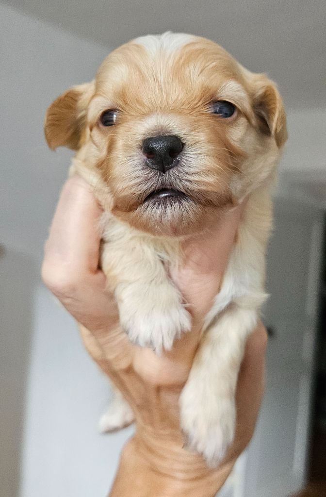 De La Passion D'Ambre - Chiots disponibles - Bichon Havanais