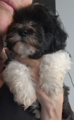 CHIOT 1