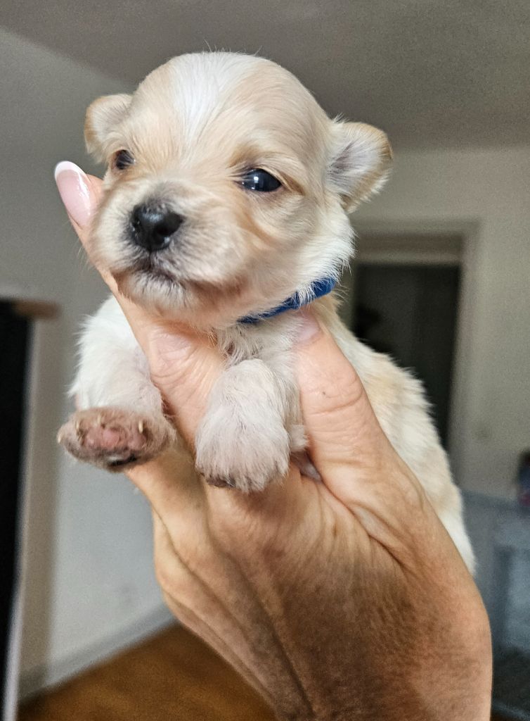De La Passion D'Ambre - Chiots disponibles - Bichon Havanais
