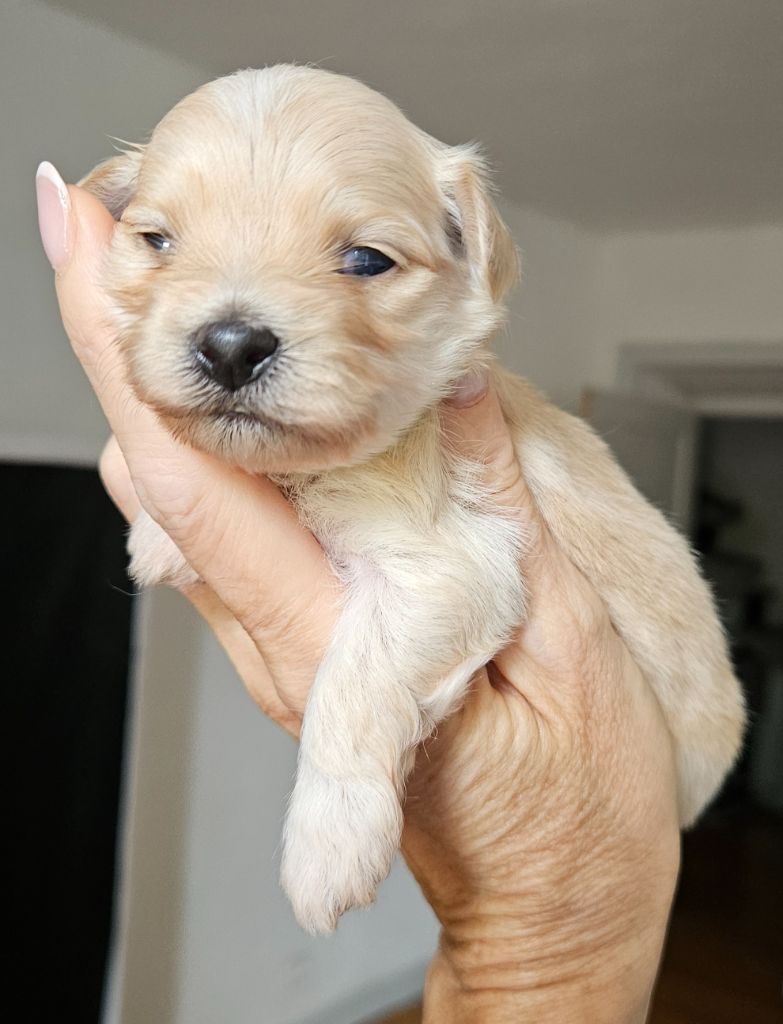 De La Passion D'Ambre - Chiots disponibles - Bichon Havanais