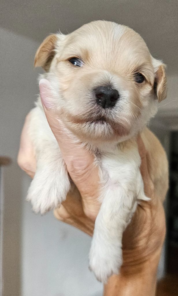 De La Passion D'Ambre - Chiots disponibles - Bichon Havanais