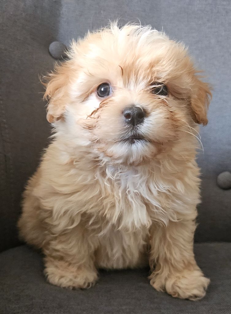 De La Passion D'Ambre - Chiots disponibles - Bichon Havanais